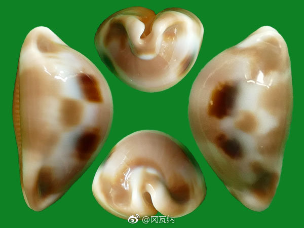 周末了贝壳拍卖开放预览了找宫众号冈瓦纳贝壳