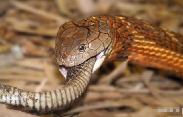 对比黑曼巴眼镜王蛇和中国的五步蛇谁才是蛇中之王