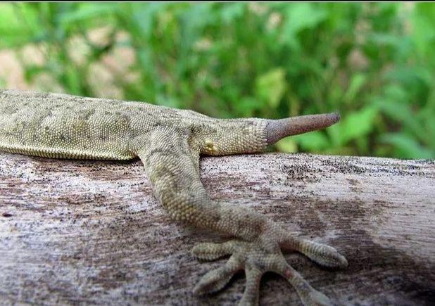 壁虎可断尾再生螃蟹可断肢再生人类虽然不能但已有更高能力