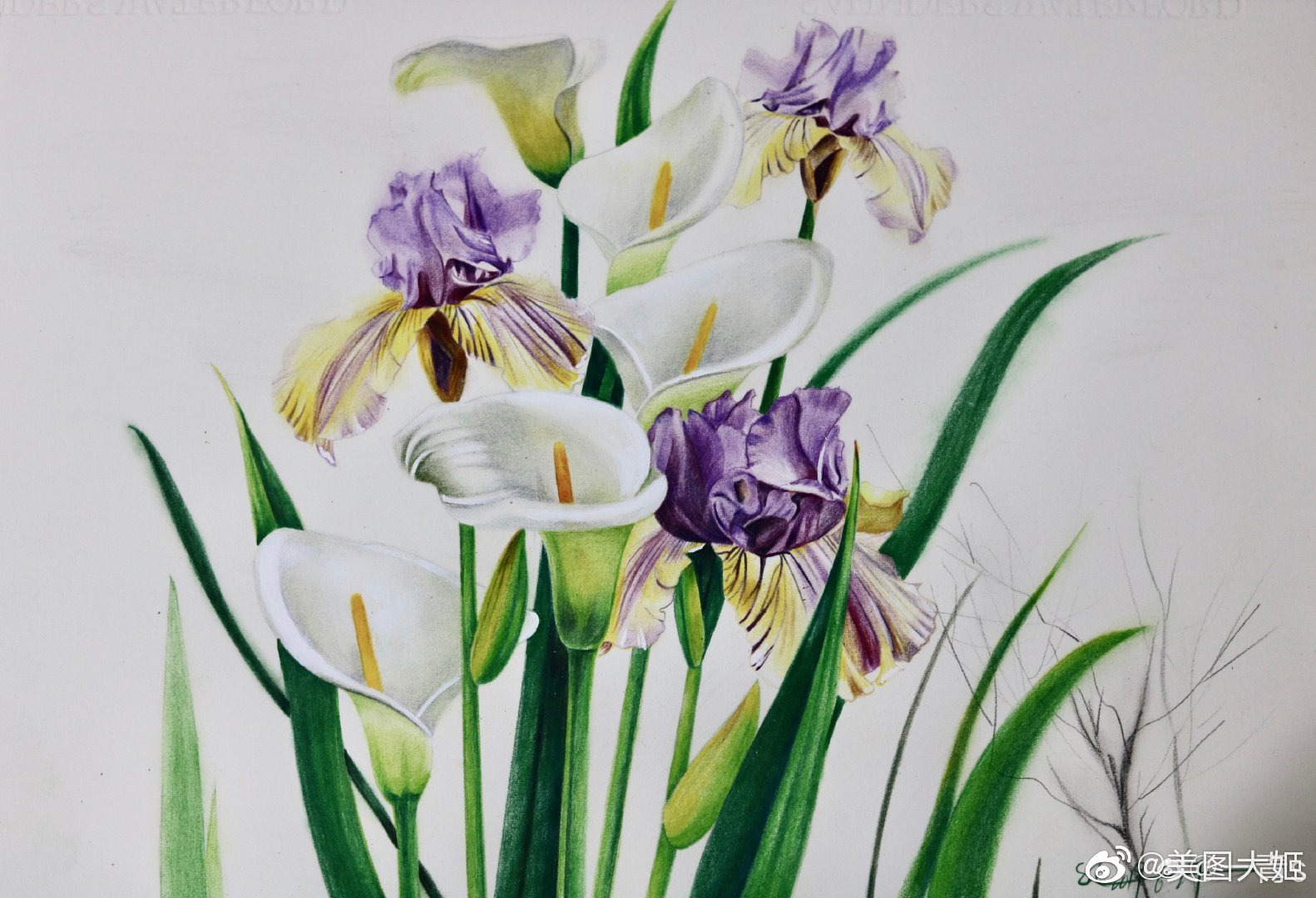 彩铅画手绘作品花卉作者一青s