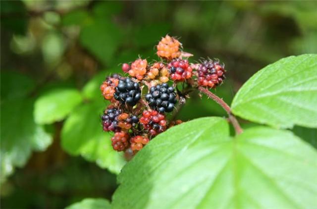 乌泡子是蔷薇科悬钩属攀援灌木,在四川,云南,贵州,湖南都有分布,它