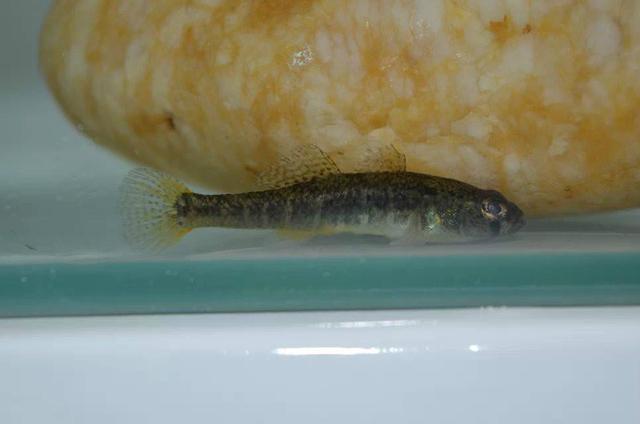 这种鱼很神秘,我们叫它"沙鸡",但想钓它却很难