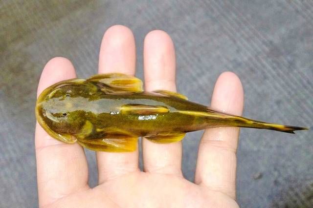 它酷似黄辣丁以前翻开石头就抓到如今成稀罕货800元一斤