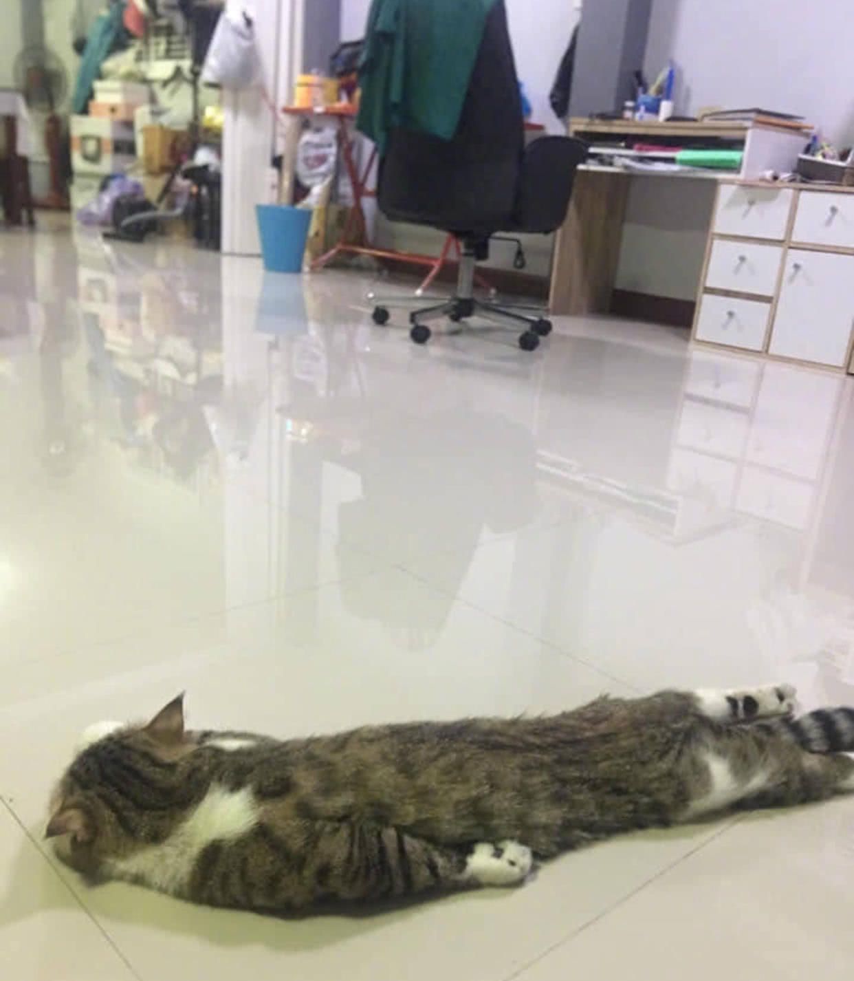 宠主家开了地暖,猫咪刚回家就趴倒在地,猫:好舒服