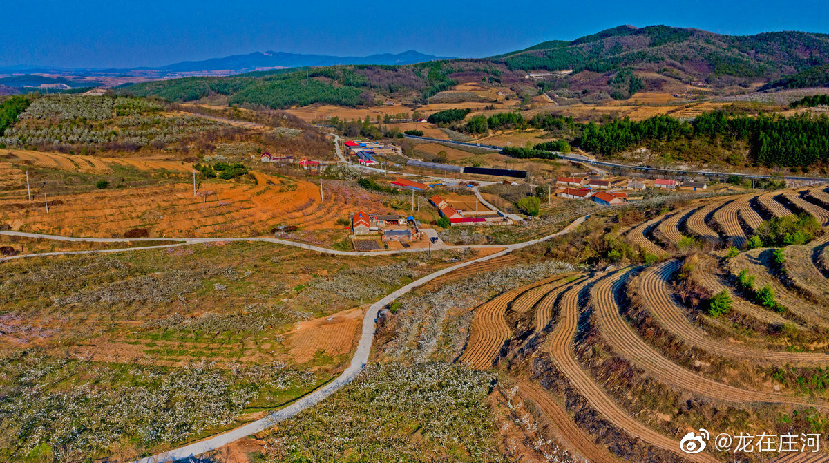 大美庄河美丽乡村千树万树梨花开三更月中庭恰照梨花雪