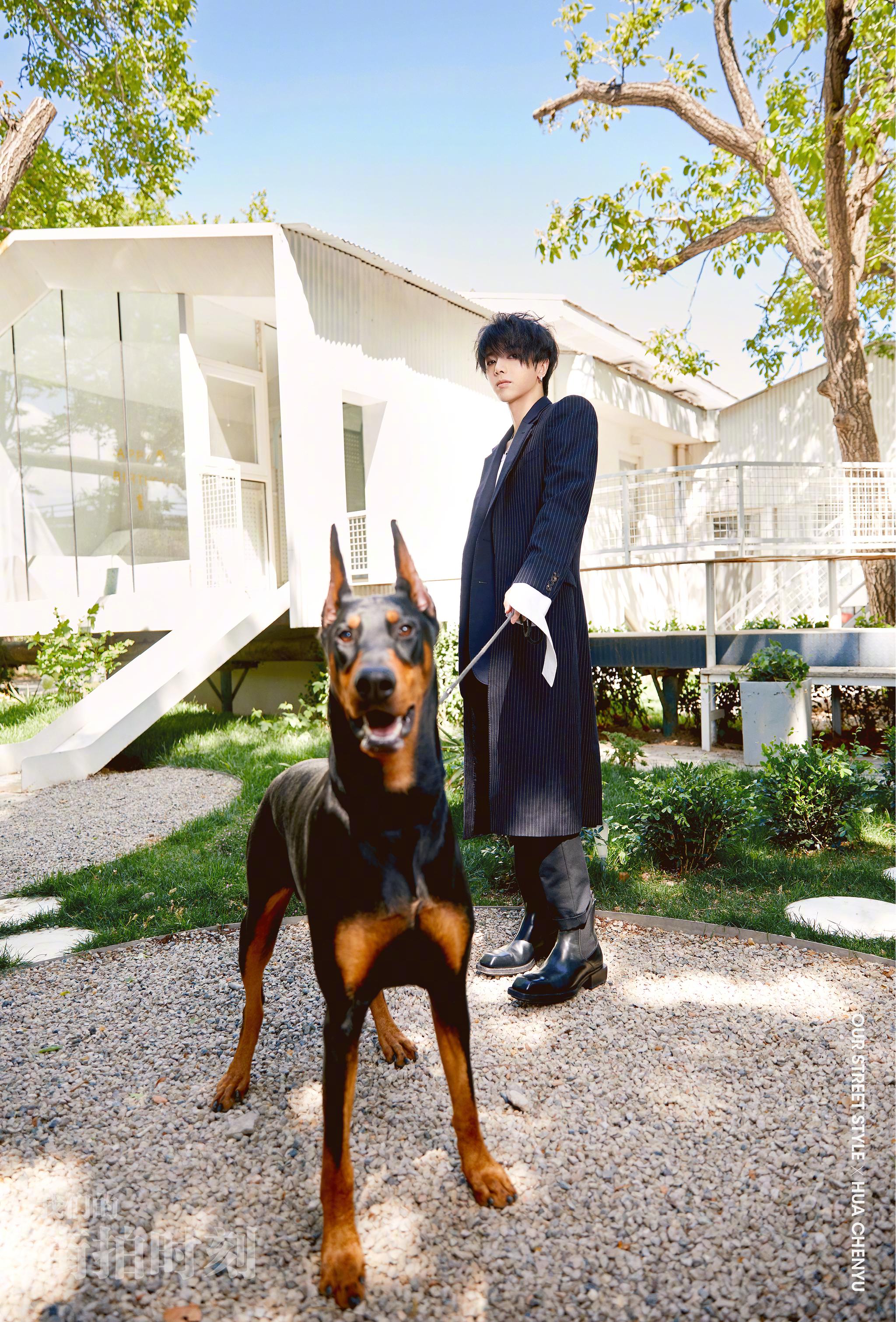 细条纹西装搭配宠物杜宾犬华晨宇