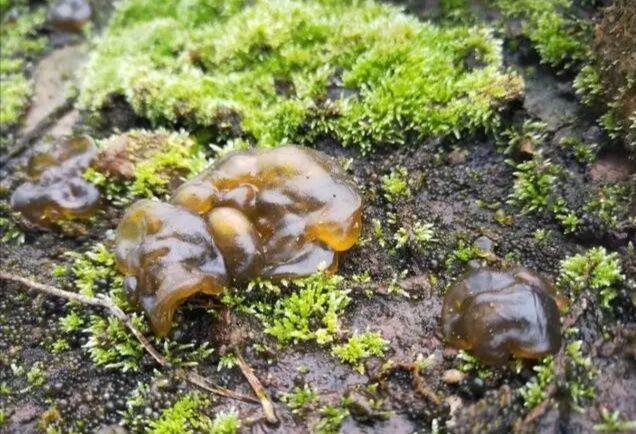 下雨后才有的野菜,农民称它"神菜""天菜",第一眼像"鼻涕"