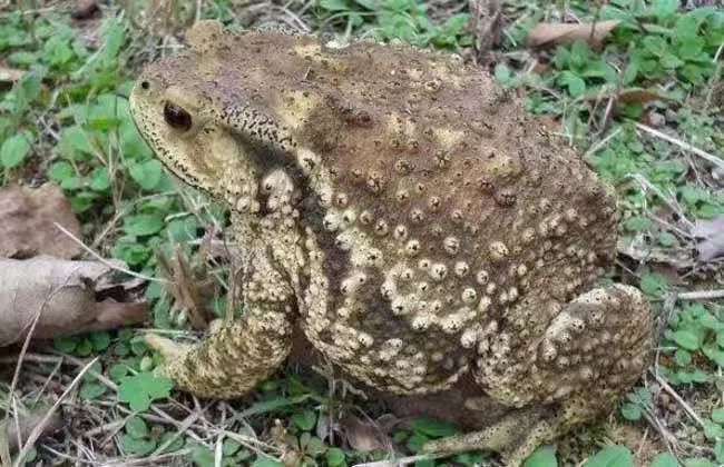 如何避免蟾蜍中毒?如何诊断和急救?