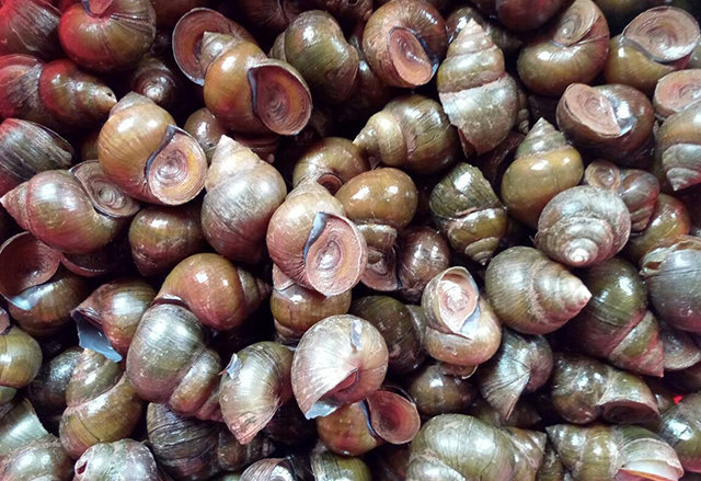 田螺尾部那有点黄又有点发绿的东西是啥能不能吃