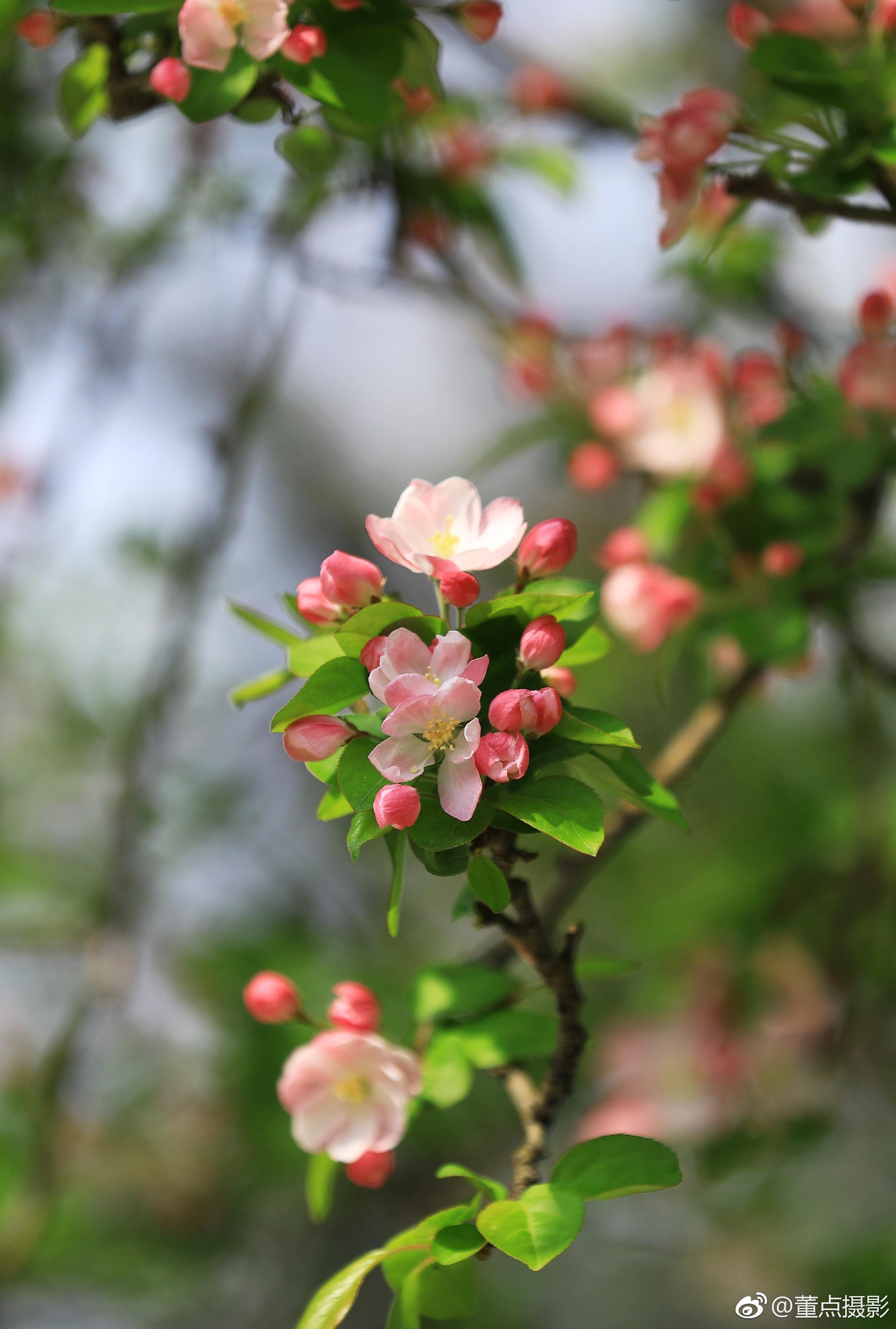 五龙潭的海棠花即将进入盛花期