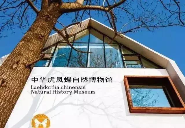 睡在浪漫的南京蝴蝶博物馆里的民宿,带娃打卡亲子体验手工diy