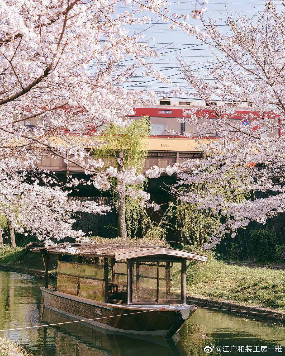 日本京都的人文景象樱花 Ins Bombyul