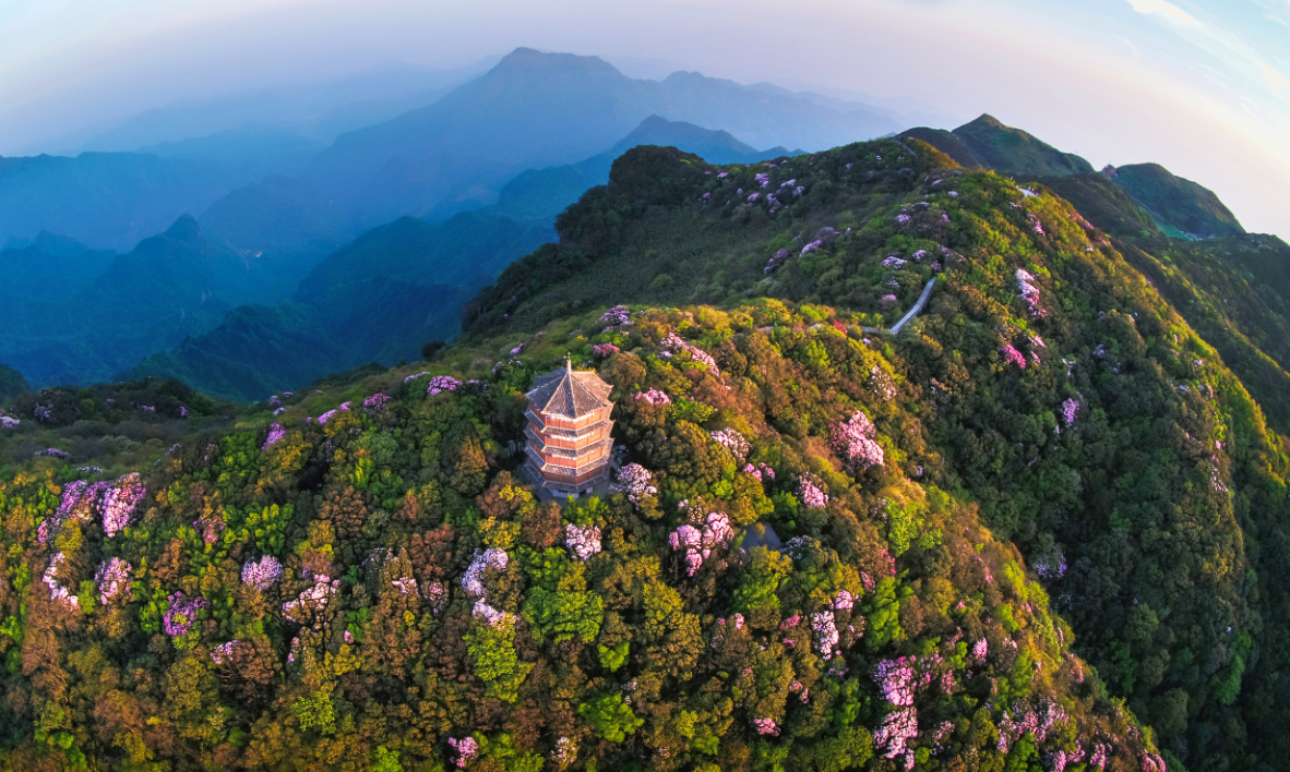 新华网发表王正坤金佛山杜鹃花作品!雾里藏杜鹃,山中露美景