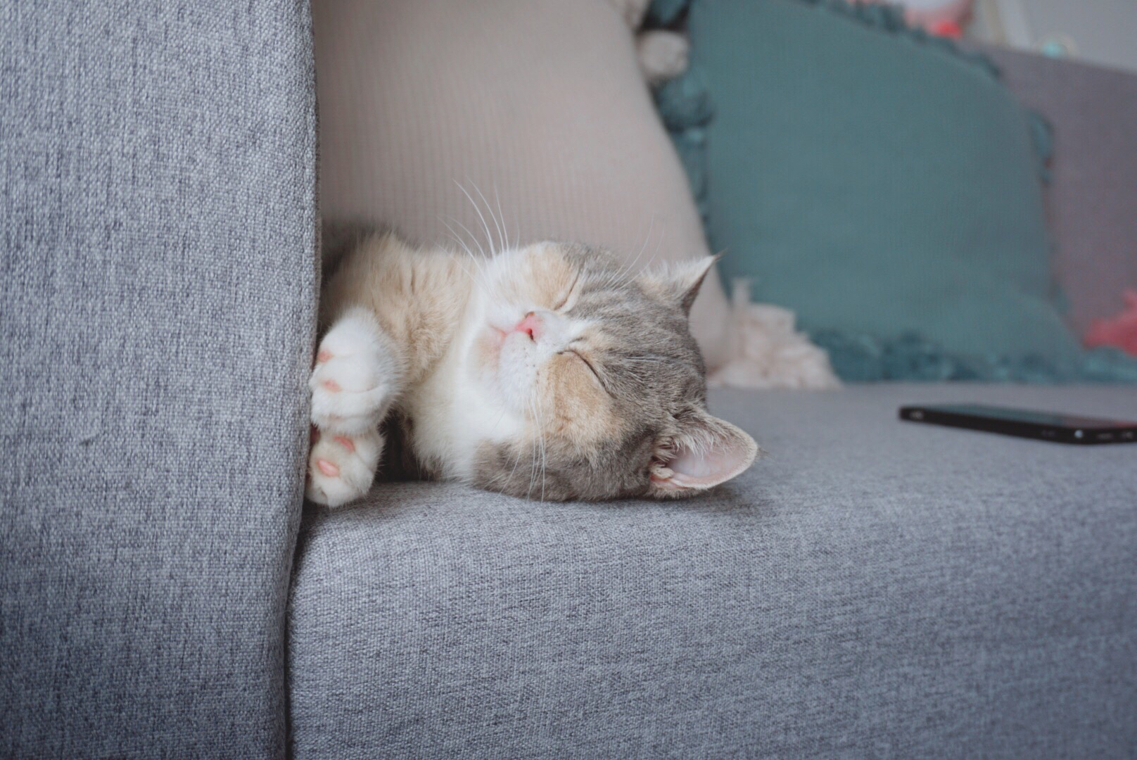 好困~坚…持…不…住…了!ZzZ……