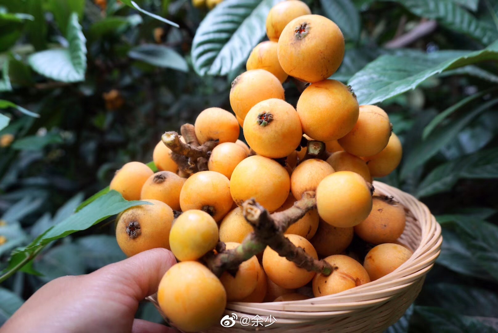 五月当布谷鸟在田野上空歌唱的时候后院的枇杷成熟了