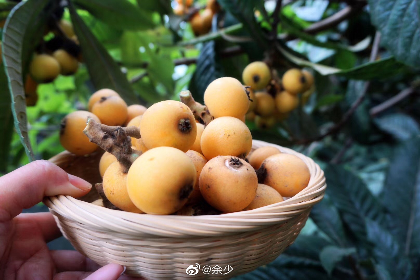 五月当布谷鸟在田野上空歌唱的时候后院的枇杷成熟了