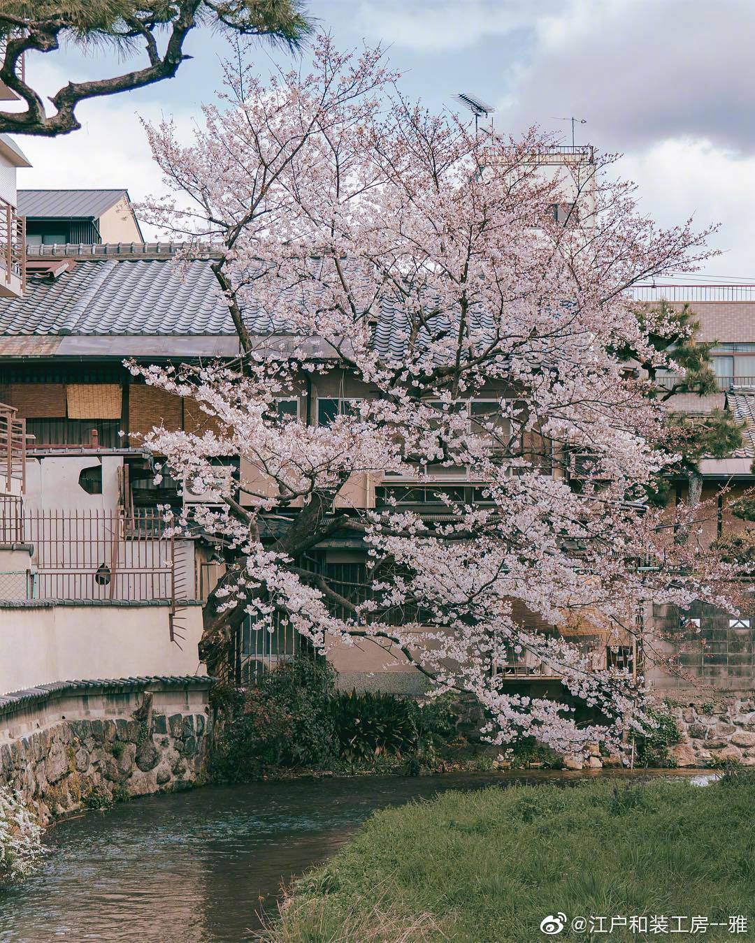 日本京都的人文景象樱花 Ins Bombyul