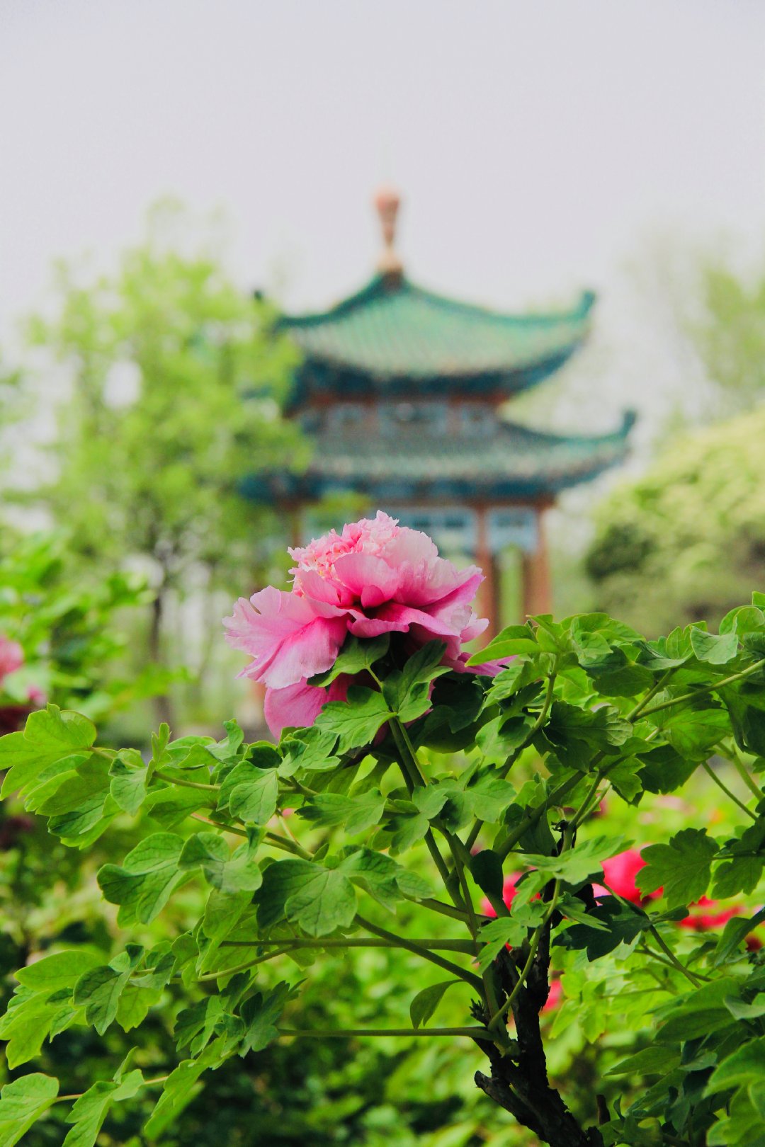 预计从4月1日起,洛阳市区牡丹可连片绽放