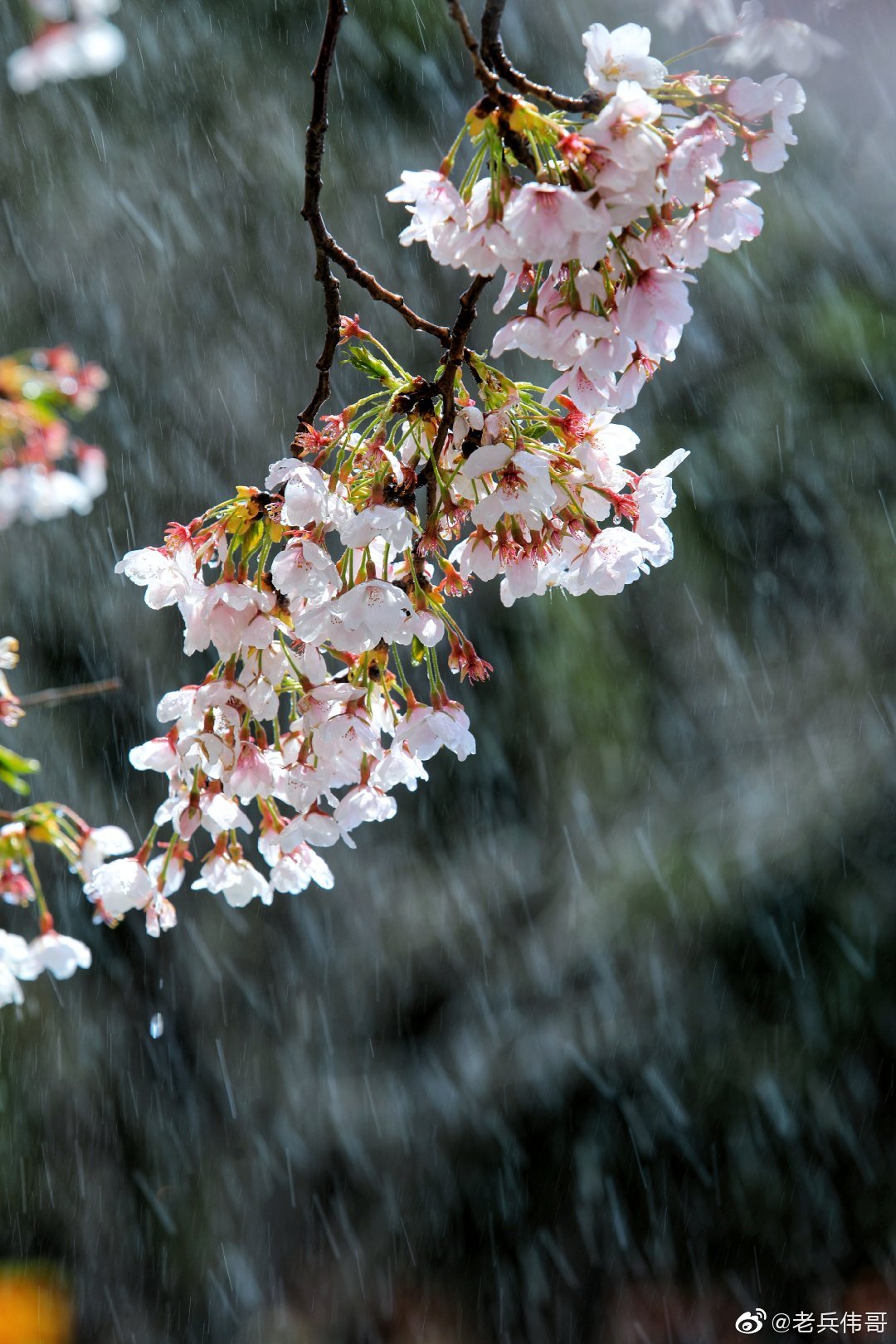 谷雨唯美遇见雨中的旅顺口樱花
