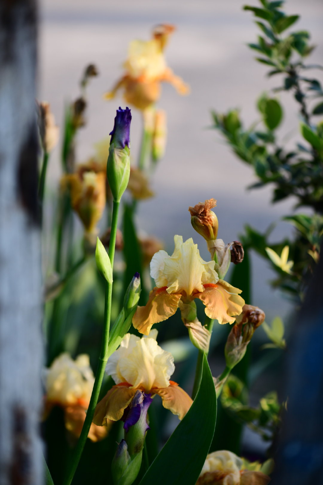 虽说每朵德国鸢尾只开两天 可是每个苞一般都会先后开三朵花