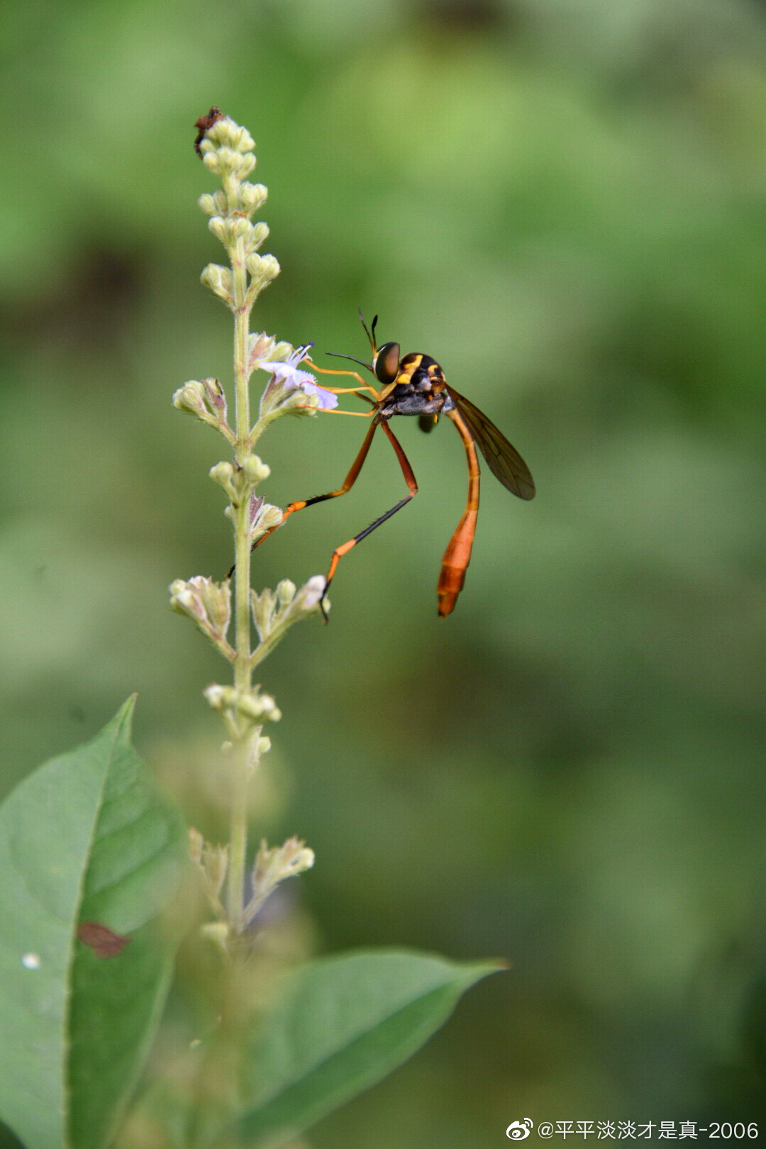 爬山时遇见一只大长腿小蛮腰的美人蜂舞姿轻盈有点像姬蜂