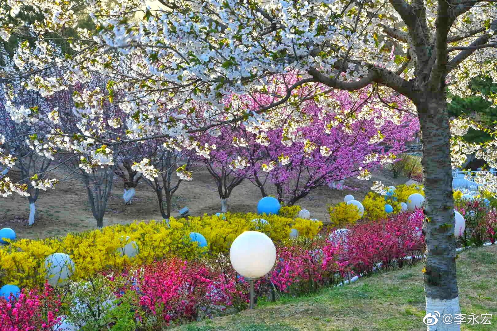 旅顺二〇三樱花园,浪漫花季.