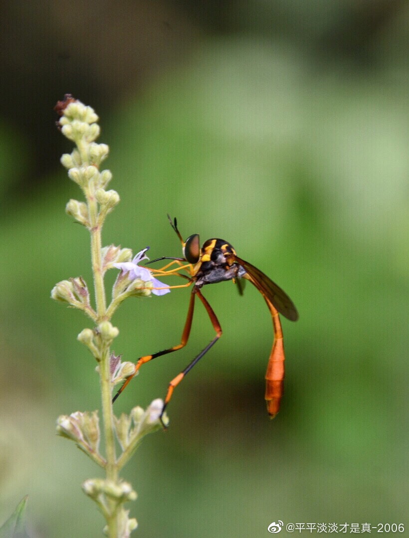爬山时遇见一只大长腿小蛮腰的美人蜂舞姿轻盈有点像姬蜂