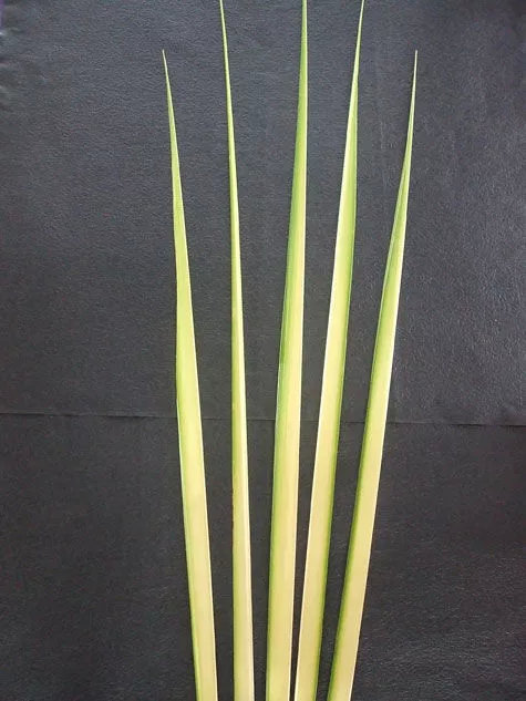 花艺师必知叶材大全|荷兰|花艺|叶材_新浪新闻