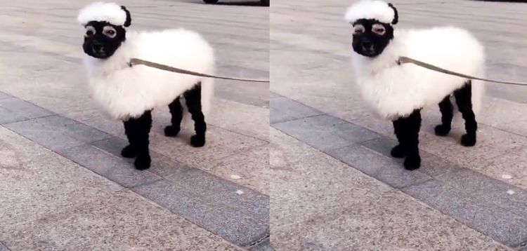 狗狗|皮草|染色_新浪新闻