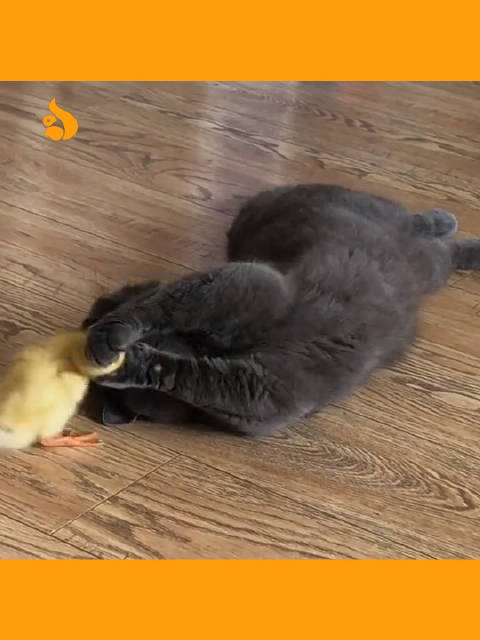 小黄鸭跟黑猫警长是怎么混到一块的一个剔牙,一个洗菜