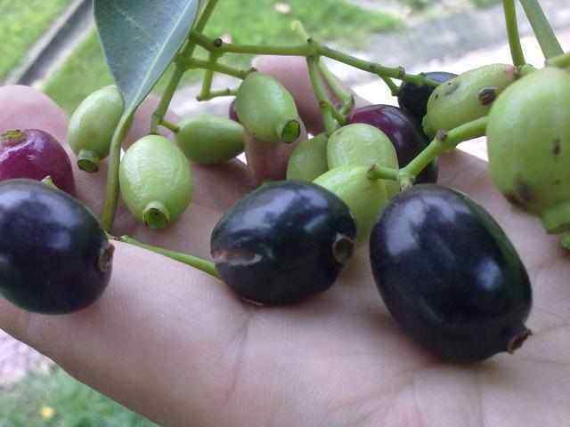 这种像羊屎的野果殊不知能治拉肚子如今40元一斤还买不到