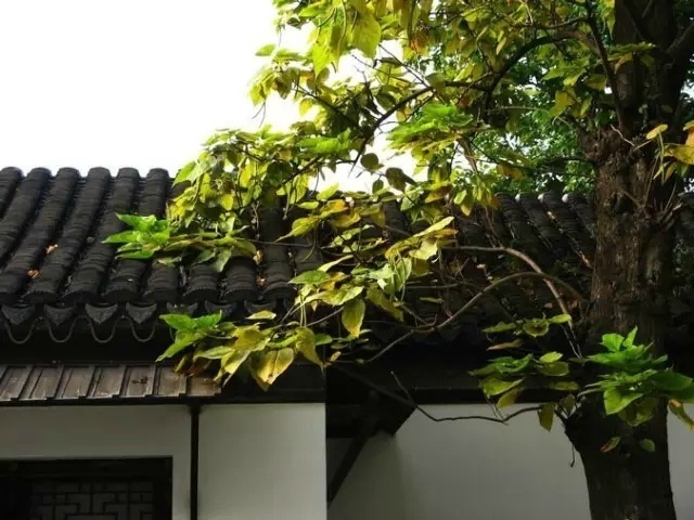 秋花惨淡秋草黄 耿耿秋灯秋夜长 已觉秋窗秋不尽 秋花惨淡秋草黄 耿耿秋灯秋夜长 已觉秋窗秋不尽