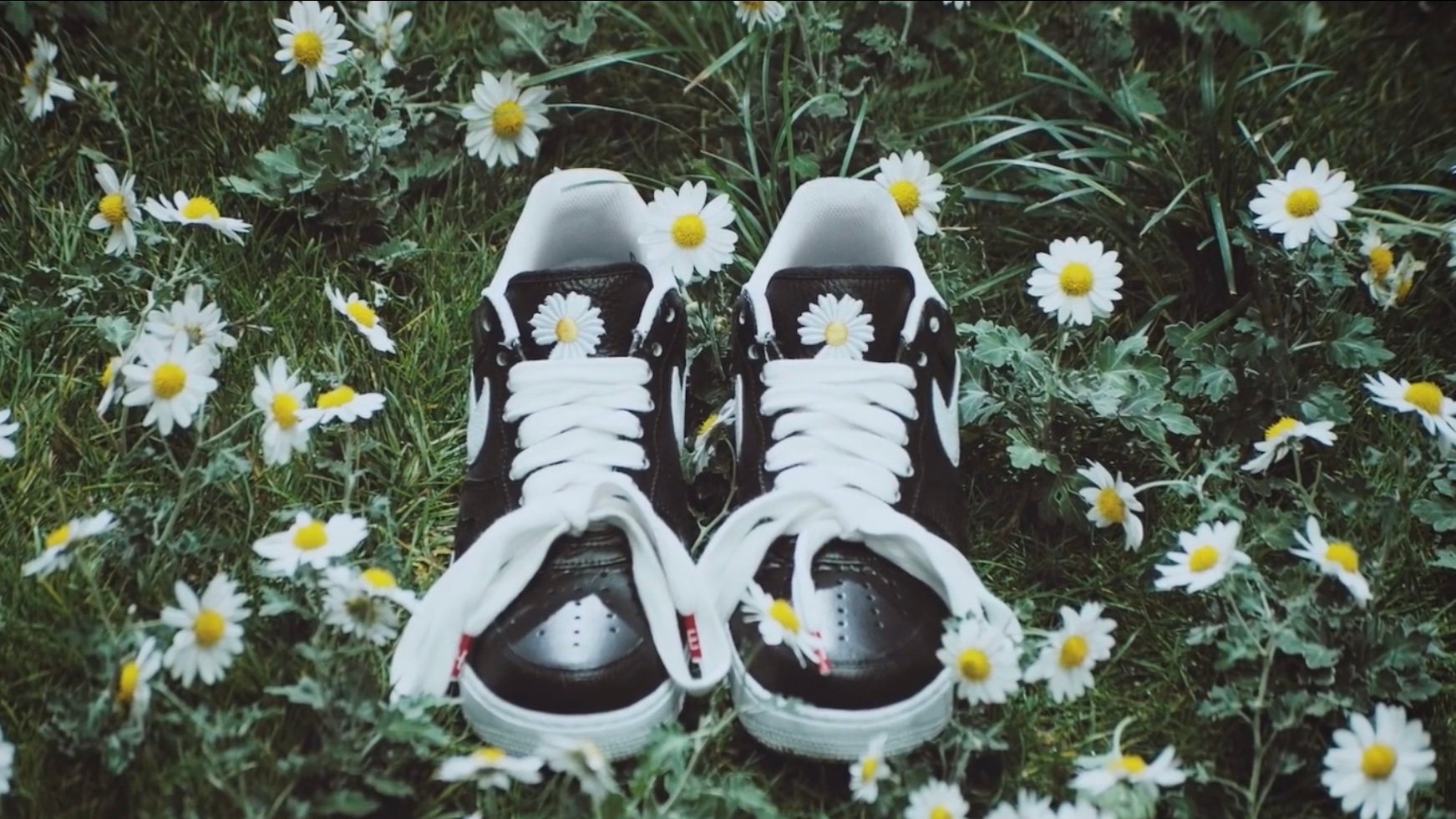 簇拥在雏菊花丛中的peaceminusonexnikeairforce1paranoise