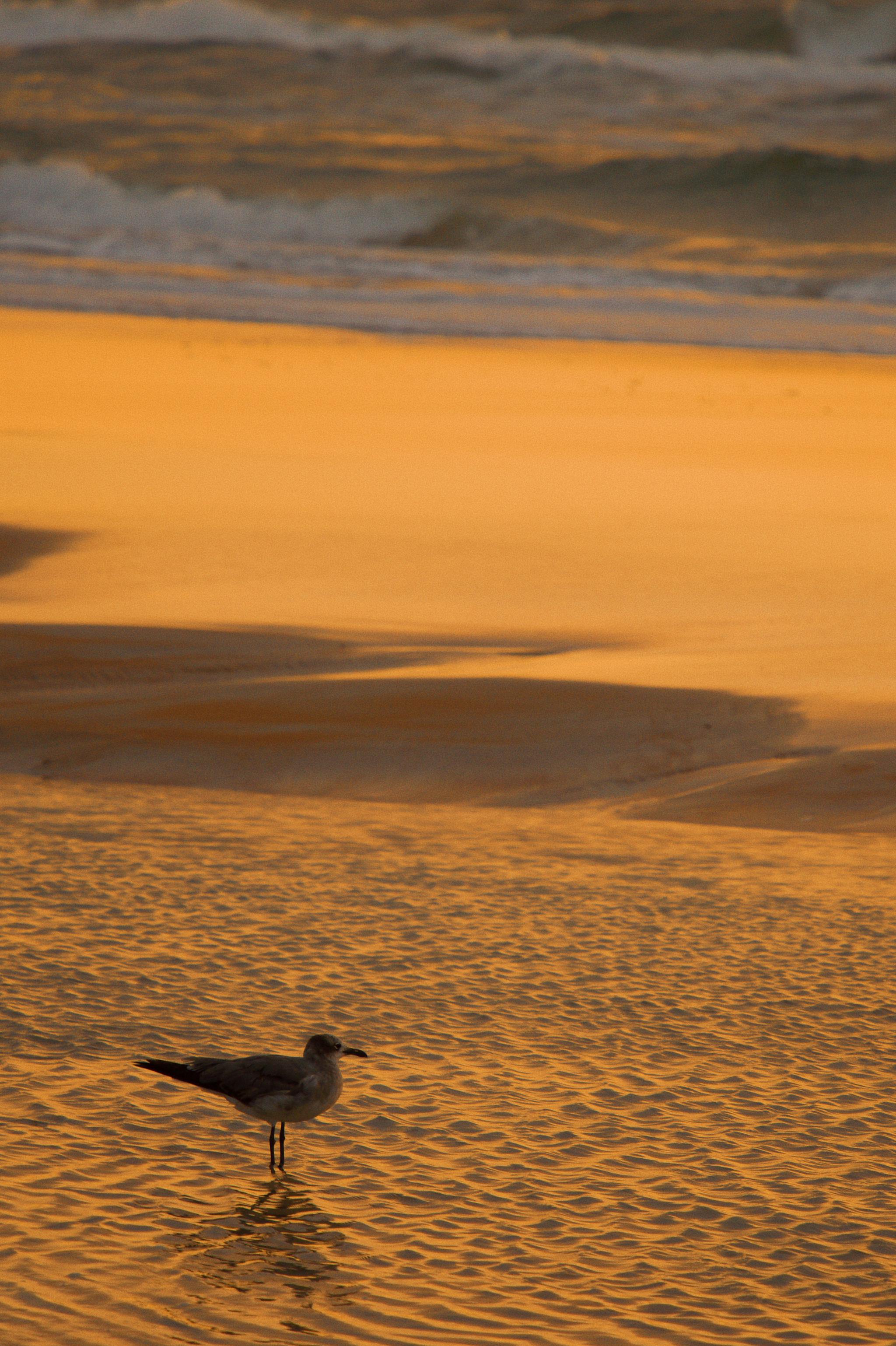 早上六点半,德通纳海滩(daytona beach)上还只有三两人在散步,我们站