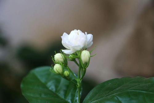 虎头茉莉这种植物比茉莉花的叶子长得更加多,花瓣更多,看起来特别迷人