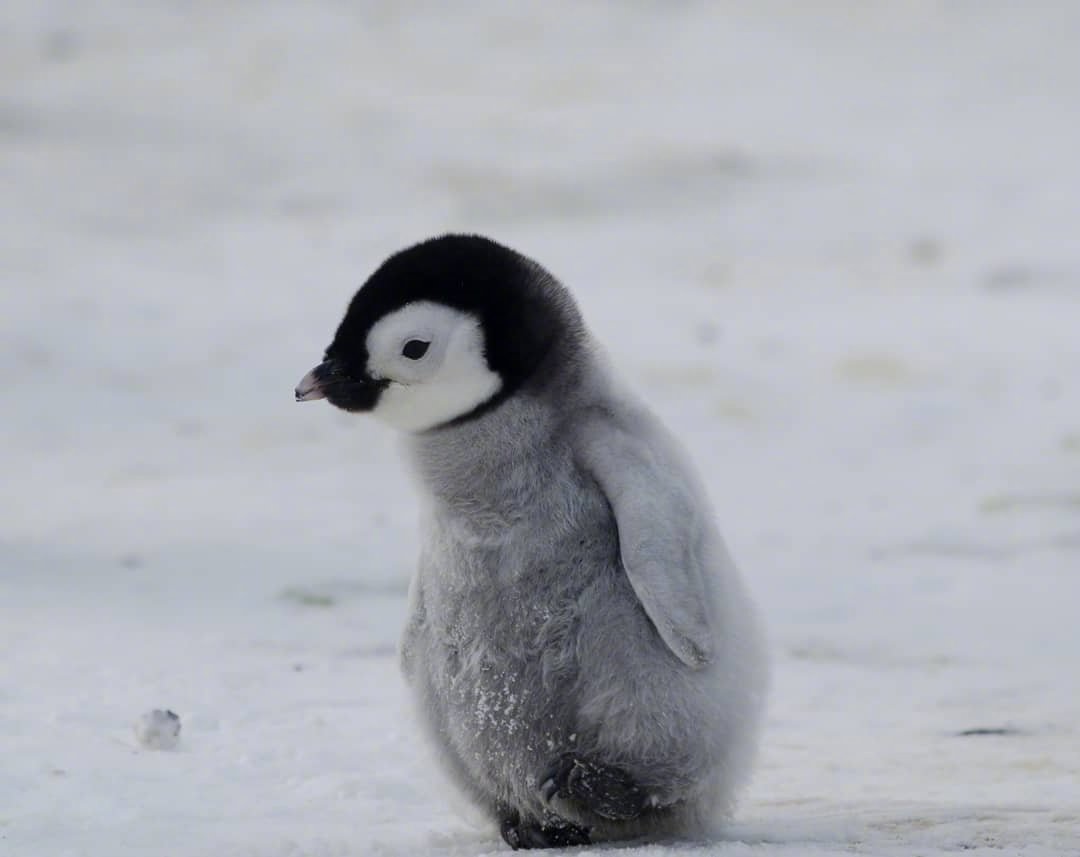 小企鹅