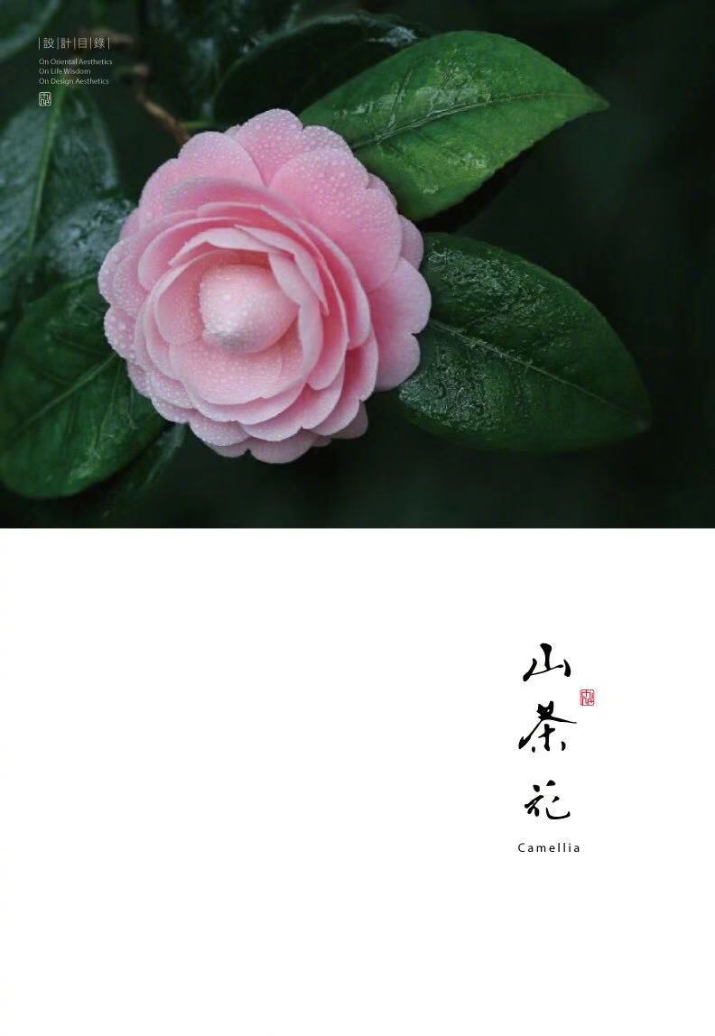 茶花 高清图集 新浪网 茶花 高清图集 新浪网