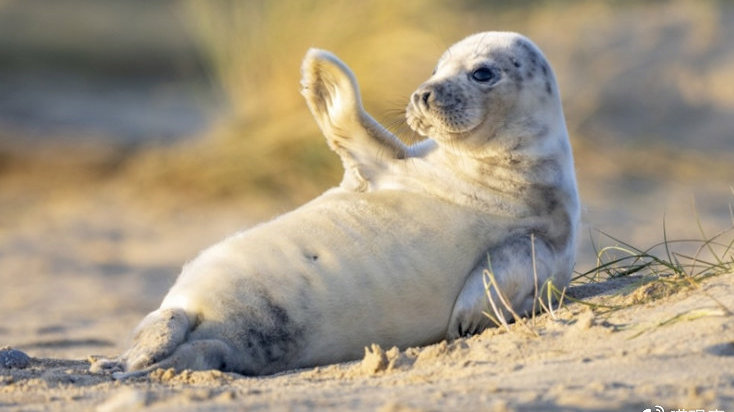 瑞典摄影师拍下「挥手」的野生小海豹,「挠挠头」后又回去的可爱画面