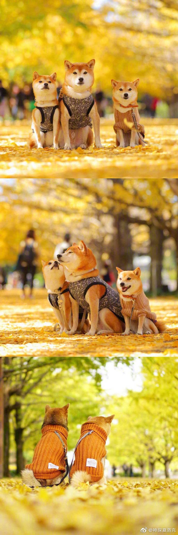 柴犬真是讓人暖心的小天使!微微一笑很治癒,萌萌表情超可愛!