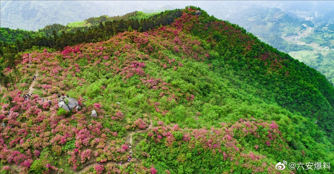 六安金寨县吴家店镇石佛村(黄狮寨)的杜鹃花开的正艳