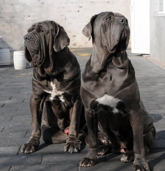 大丹犬,最高大的犬杜高犬,猎犬之王中亚牧羊犬,大个子猛犬.