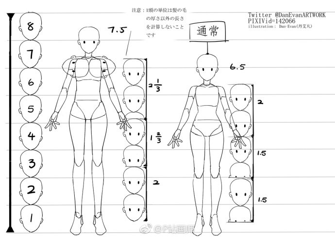 通用型女性29头人体的比例