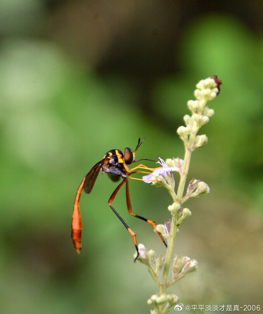 爬山时遇见一只大长腿小蛮腰的美人蜂舞姿轻盈有点像姬蜂
