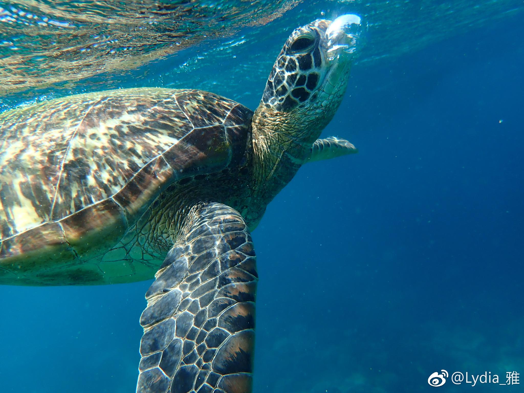 apo island 一天三次浮潜先后看到4只海龟