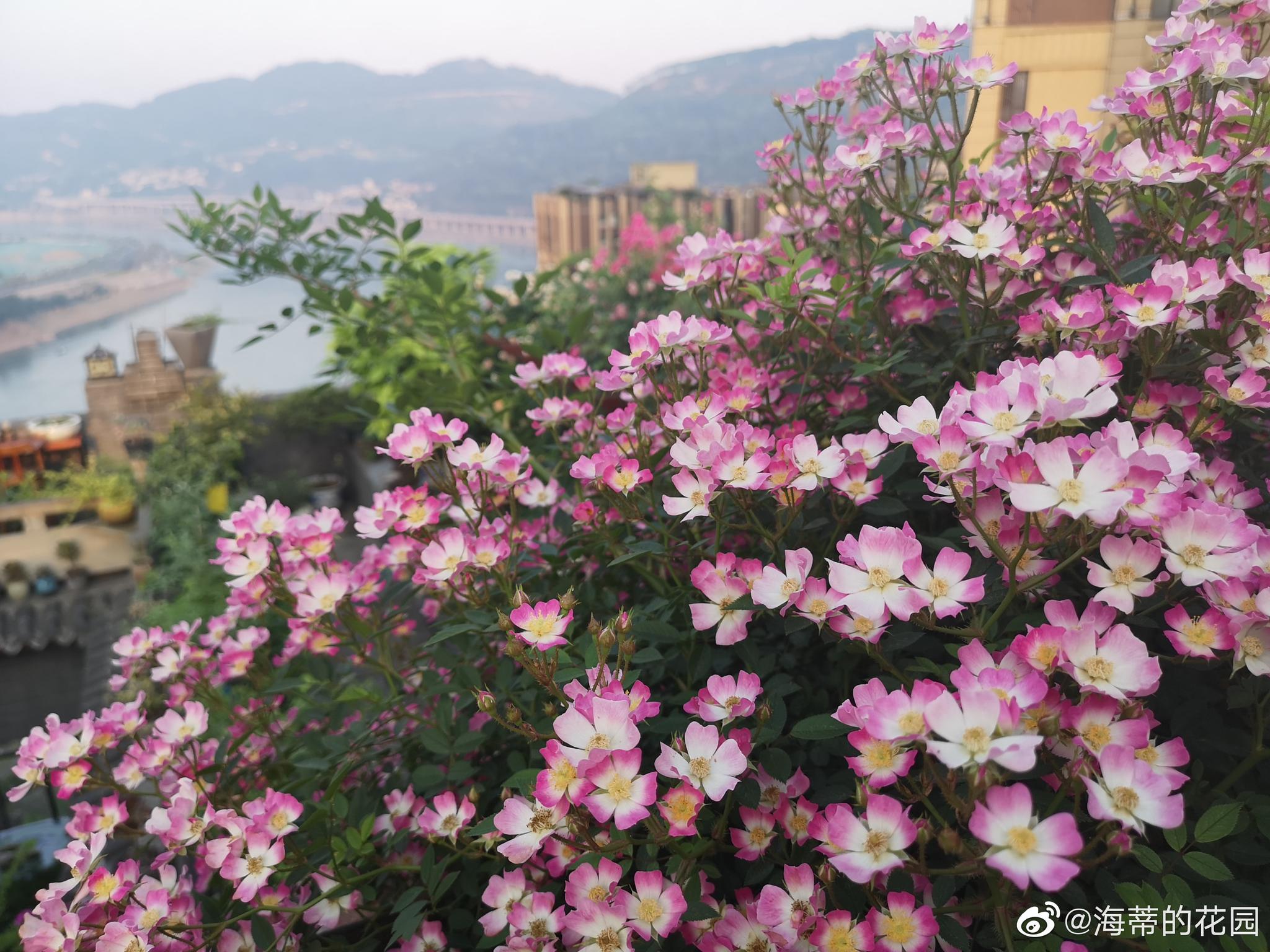 遮阳伞月季的买家秀感恩云舒种成花瀑布真的太棒太美了