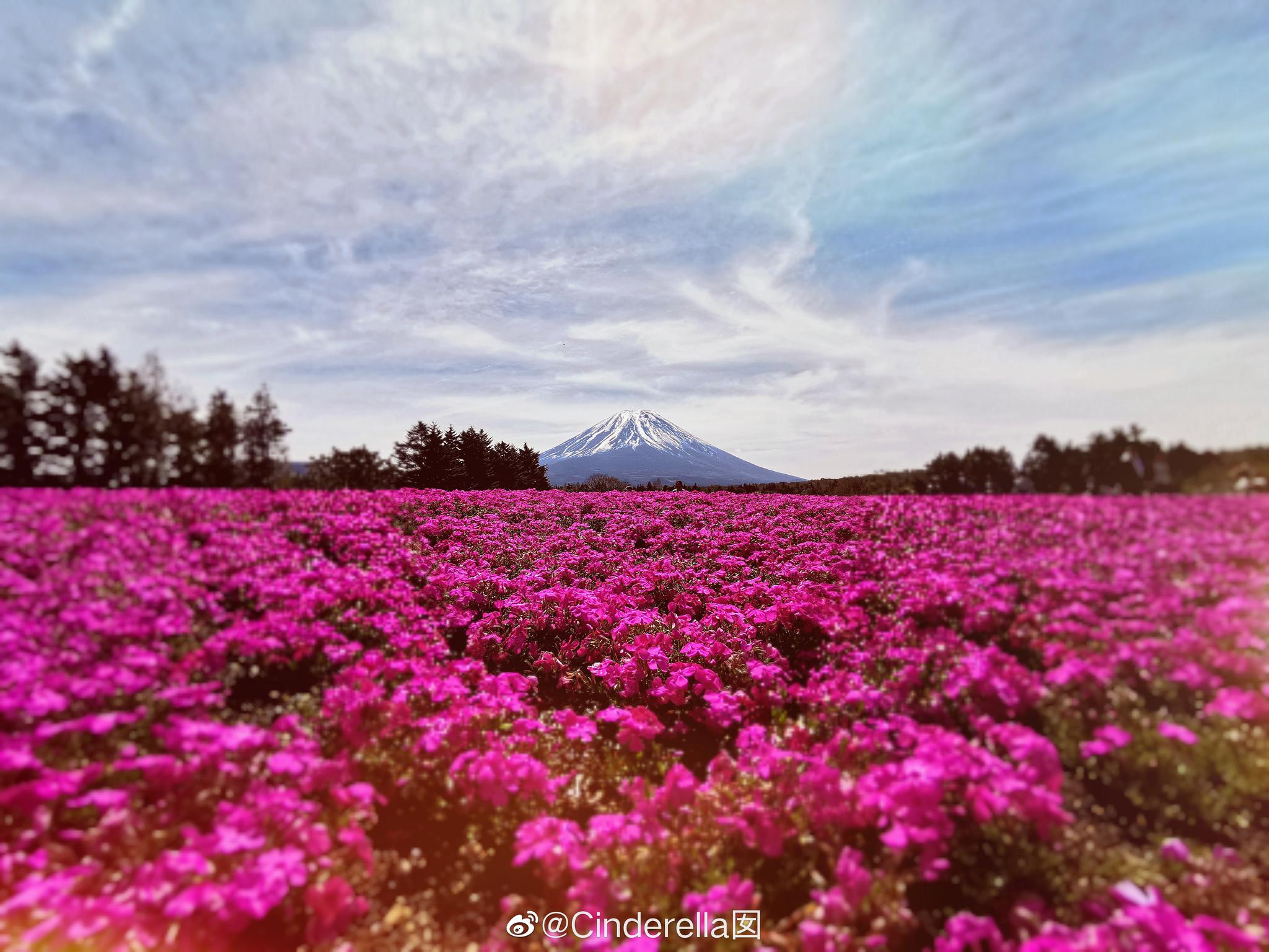 日本更換年號的十天長休馬上就要結束了,來富士山看芝櫻的人