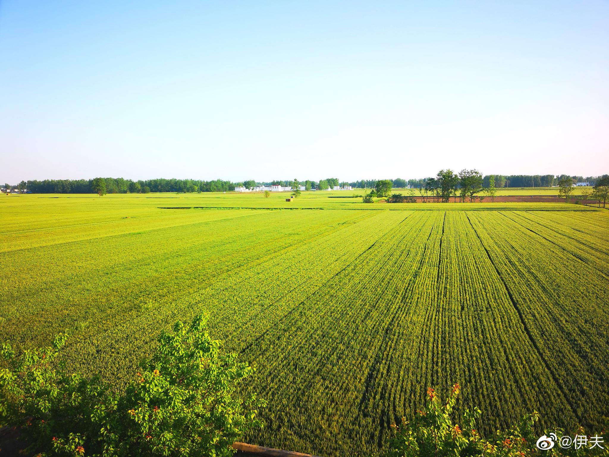 淮北平原一望无际的绿色麦田,还有半个多月就会金黄一片
