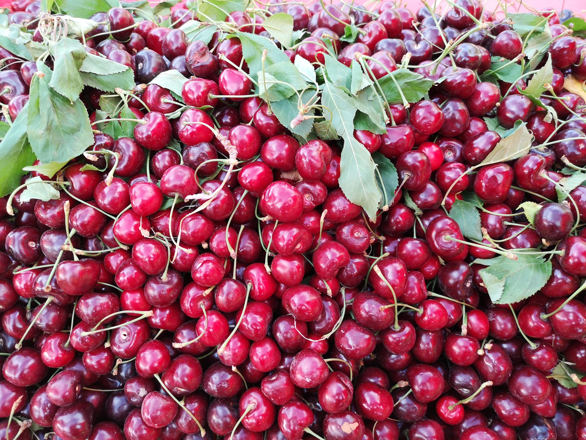 喀什的樱桃,吃过最好吃最甜的樱桃