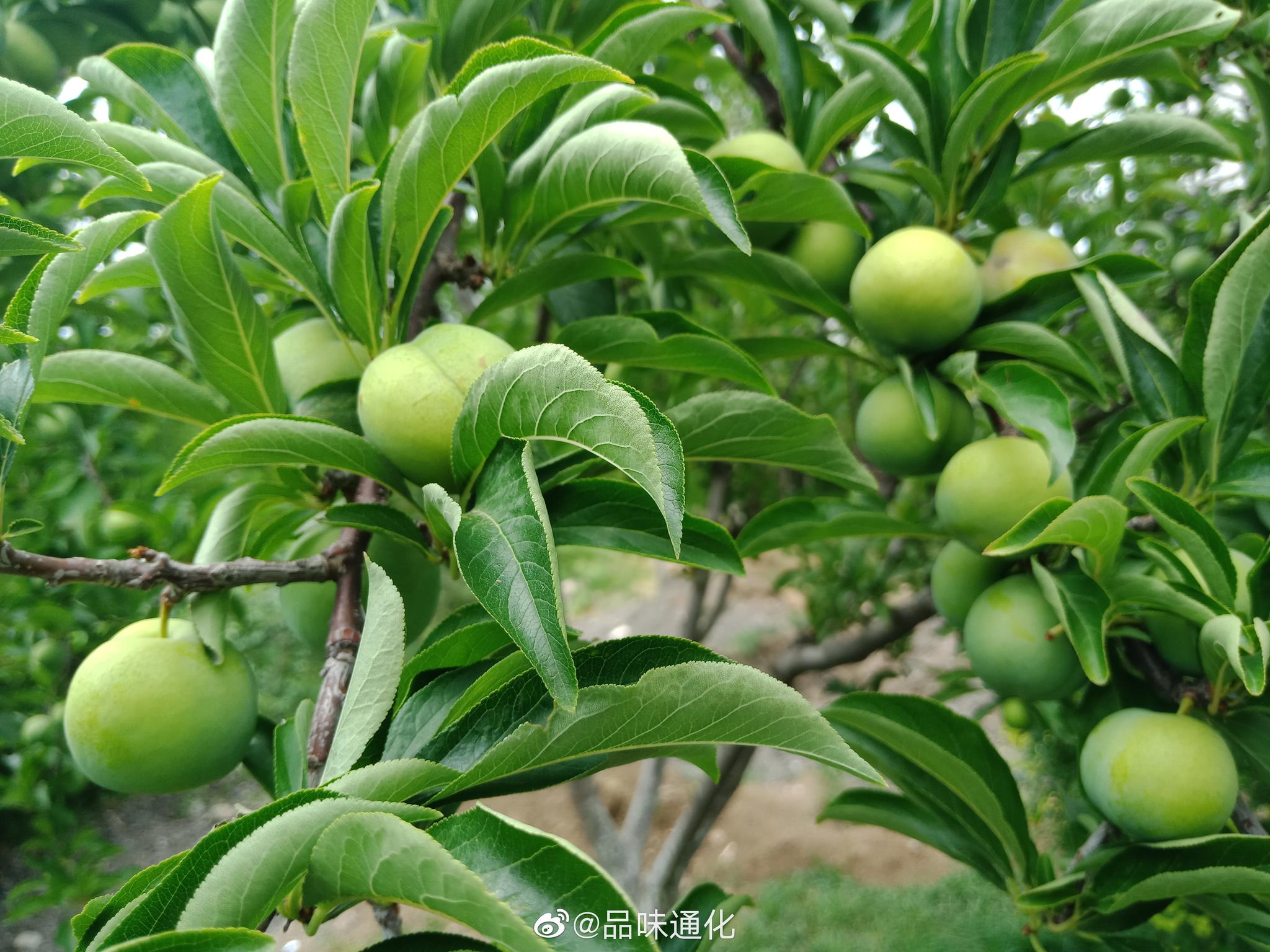 朝阳镇绿化带里的李子树硕果压枝