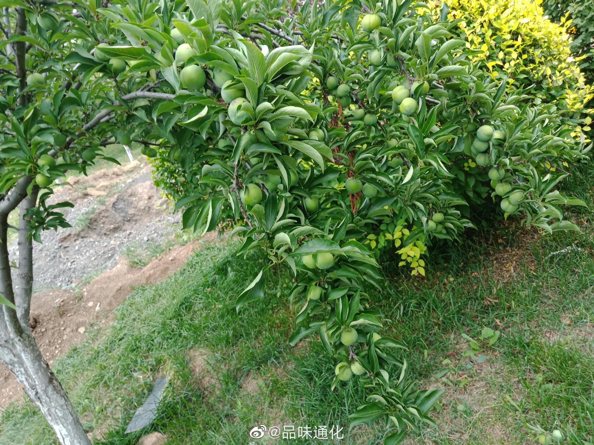 朝阳镇绿化带里的李子树硕果压枝